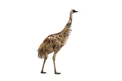 Incubators for Emu, Rhea and Ratite