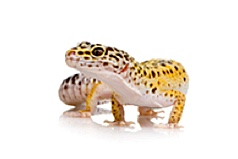 Incubators for lizards and geckos